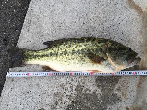 ブラックバスの釣果