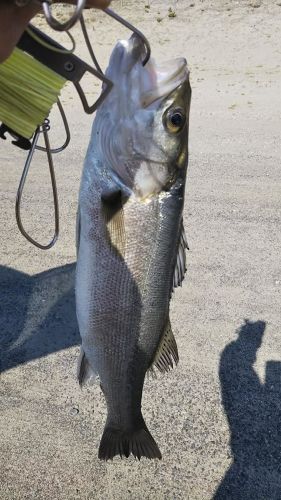 フッコ（マルスズキ）の釣果