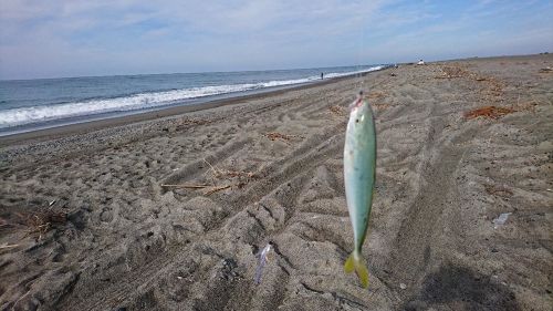 ワカシの釣果