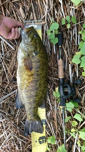 スモールマウスバスの釣果