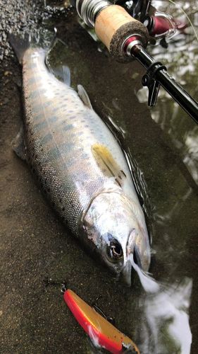 ヤマメの釣果