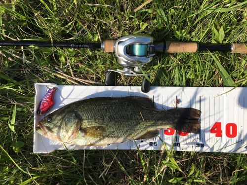 ブラックバスの釣果