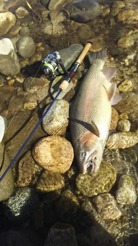 ニジマスの釣果