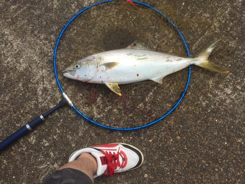 ヒラマサの釣果