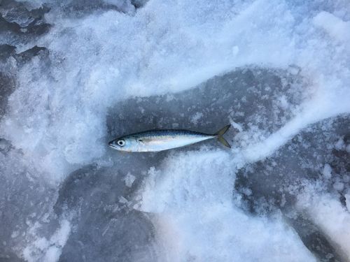 サバの釣果