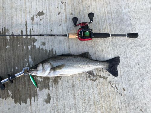 シーバスの釣果