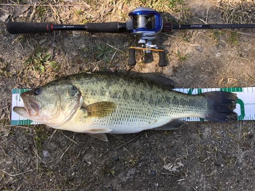 ラージマウスバスの釣果