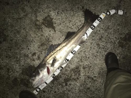 マダカ（マルスズキ）の釣果