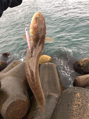 エソの釣果