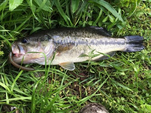 ブラックバスの釣果