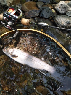 イワナの釣果