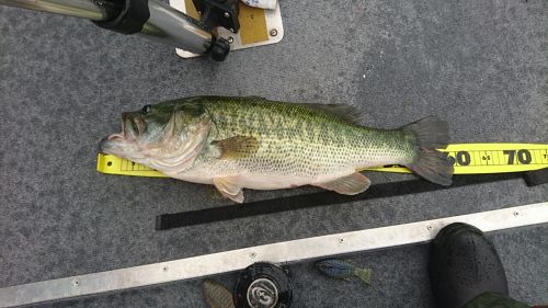 ブラックバスの釣果