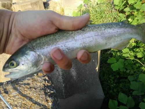 ニジマスの釣果