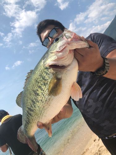 ブラックバスの釣果