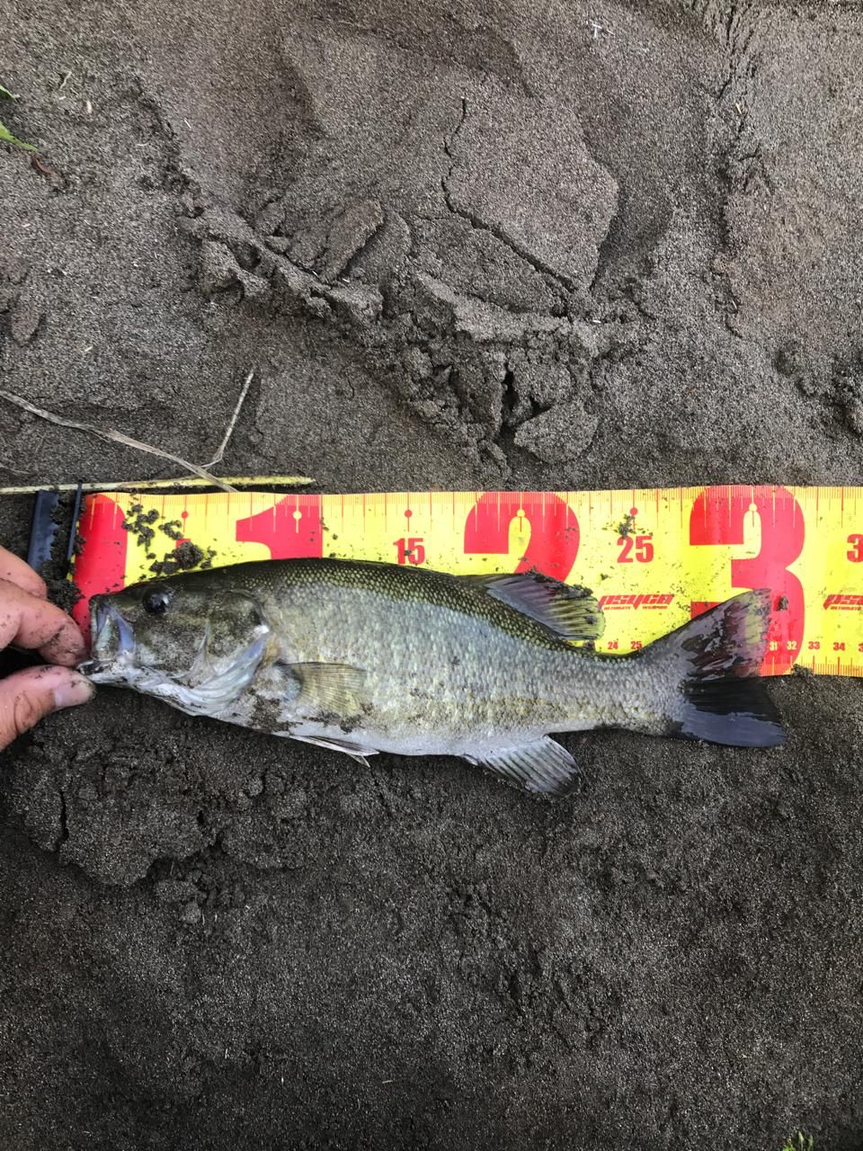 スモールマウスバス