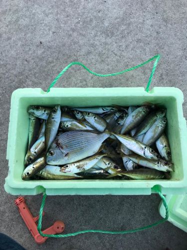 釣果