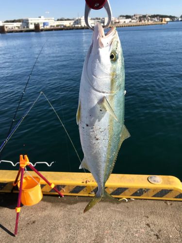 イナダの釣果