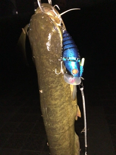 ナマズの釣果