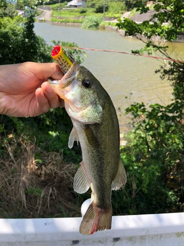 ブラックバスの釣果