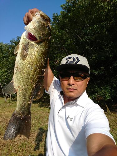 ブラックバスの釣果