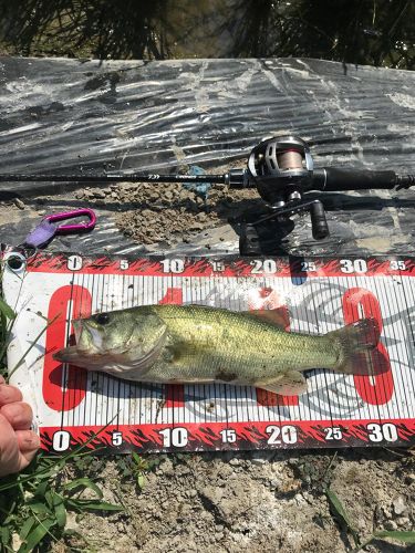 ブラックバスの釣果