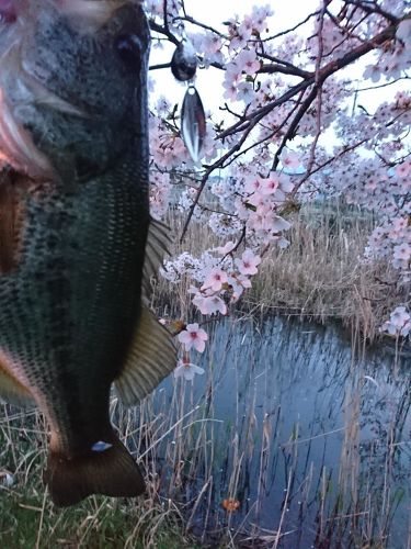 ラージマウスバスの釣果