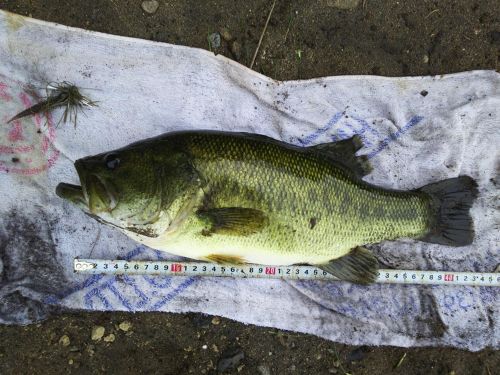 ラージマウスバスの釣果