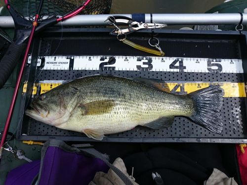 ブラックバスの釣果