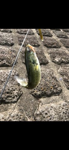 ブラックバスの釣果