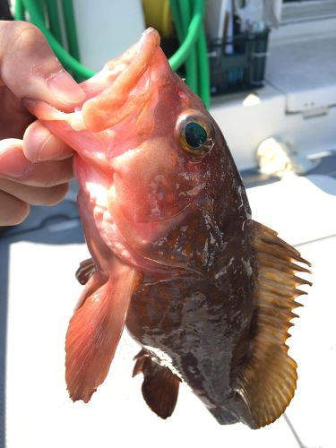 アコウの釣果