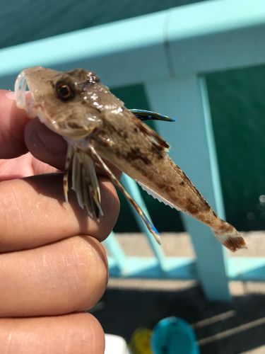 ホウボウの釣果