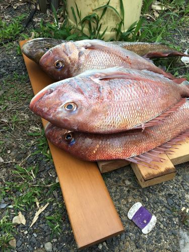 マダイの釣果