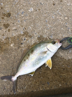 カンパチの釣果