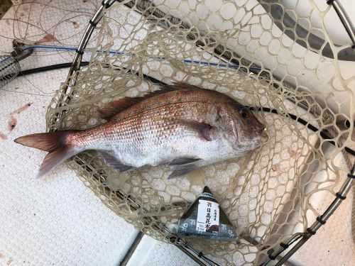 タイの釣果