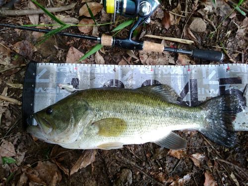 ブラックバスの釣果