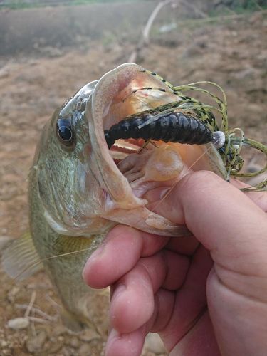 ブラックバスの釣果