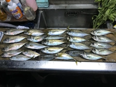 アジの釣果