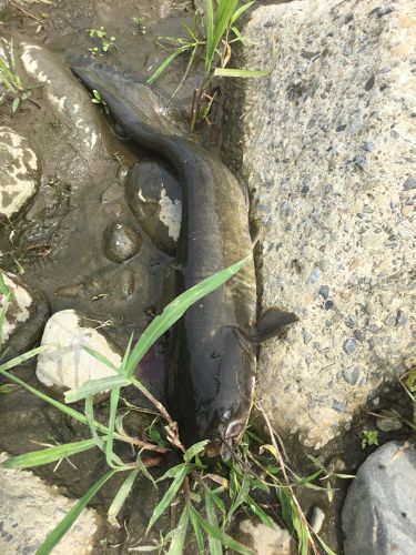 ナマズの釣果