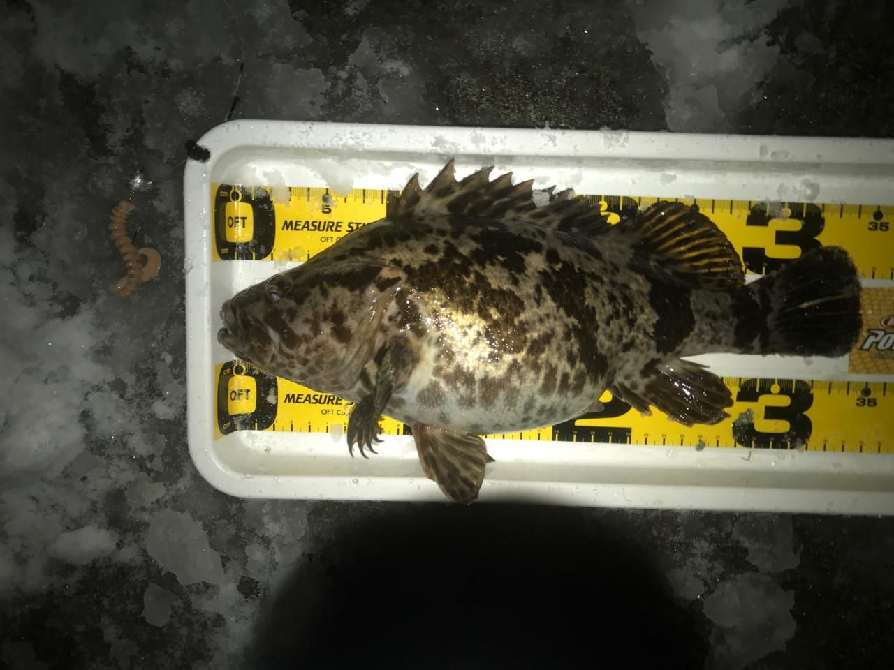 タケノコメバル