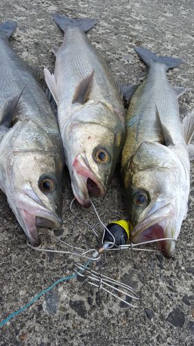 シーバスの釣果