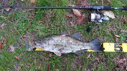 ラージマウスバスの釣果
