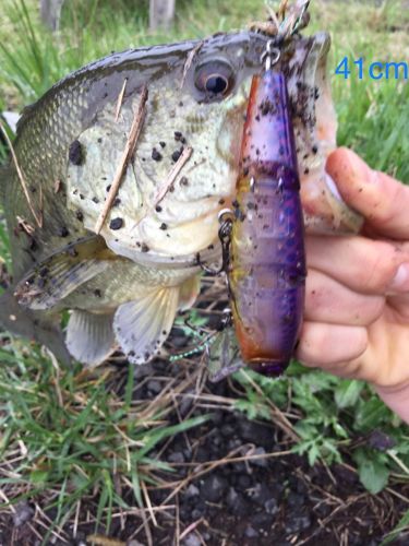 ブラックバスの釣果