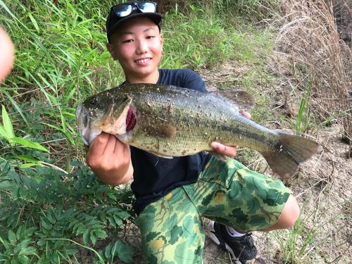 ブラックバスの釣果