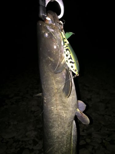 ナマズの釣果