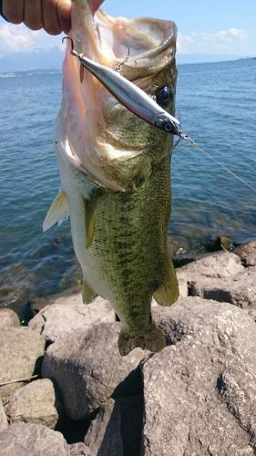 ブラックバスの釣果