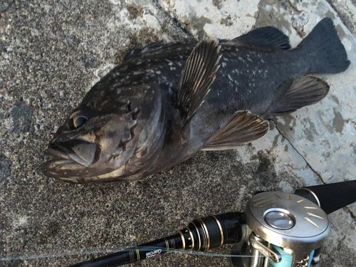 クロソイの釣果