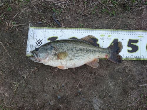 ブラックバスの釣果