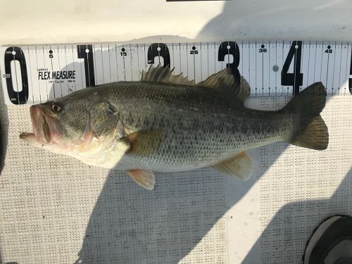 ブラックバスの釣果