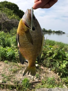 釣果