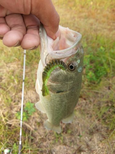 ブラックバスの釣果